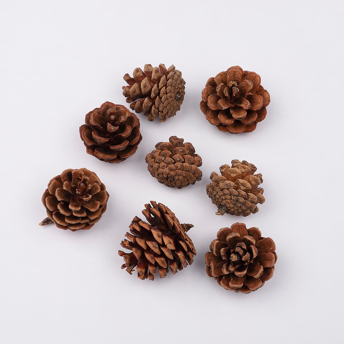 Pine cone/single