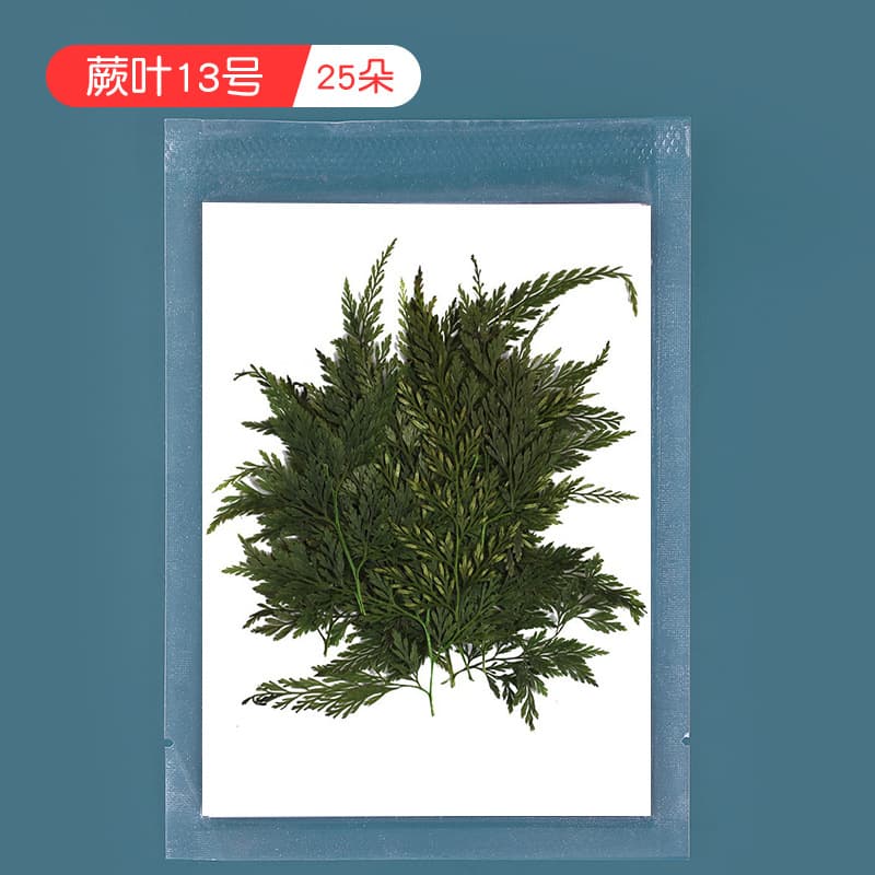 No. 13 ferns (about 25 Flowers)