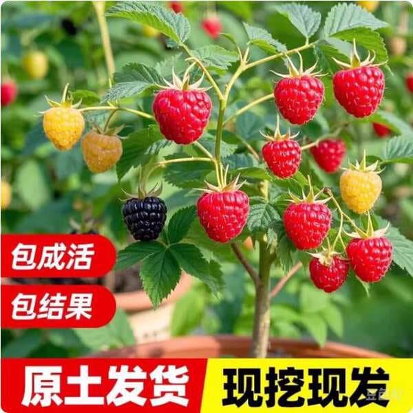 Raspberry Seedlings, Double-Season Raspberry Fruit Seedlings, Potted and Ground-Planted, Planted in the North and South, Bearing Red and Yellow Fruits in the Same Year