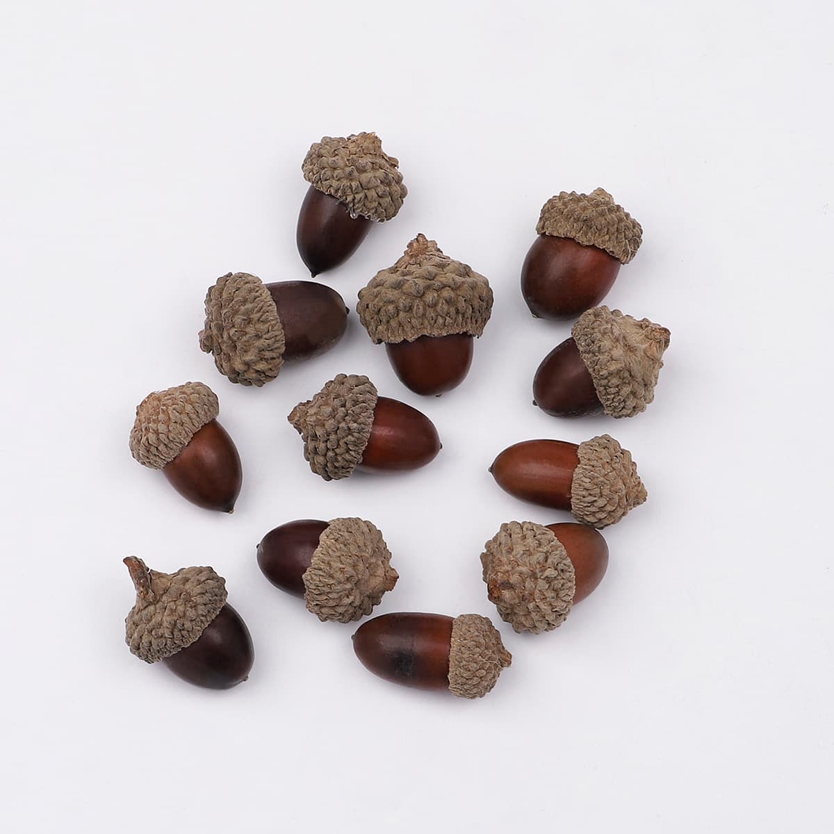 Acorn/single