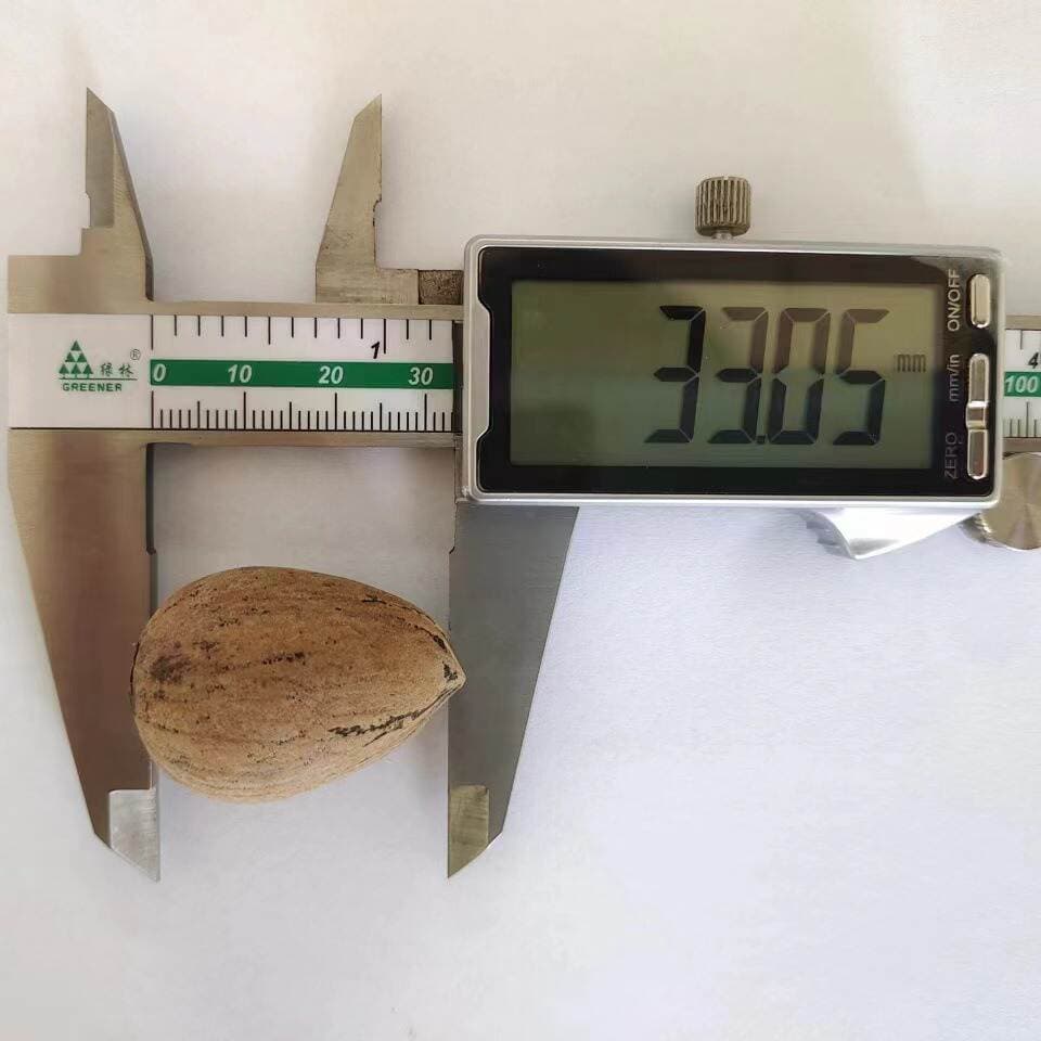[Geng Raw Materials] Pecan Medium Fruit Raw Materials Raw Nuts Fresh Pecan Raw Materials Wholesale Black Dots 2