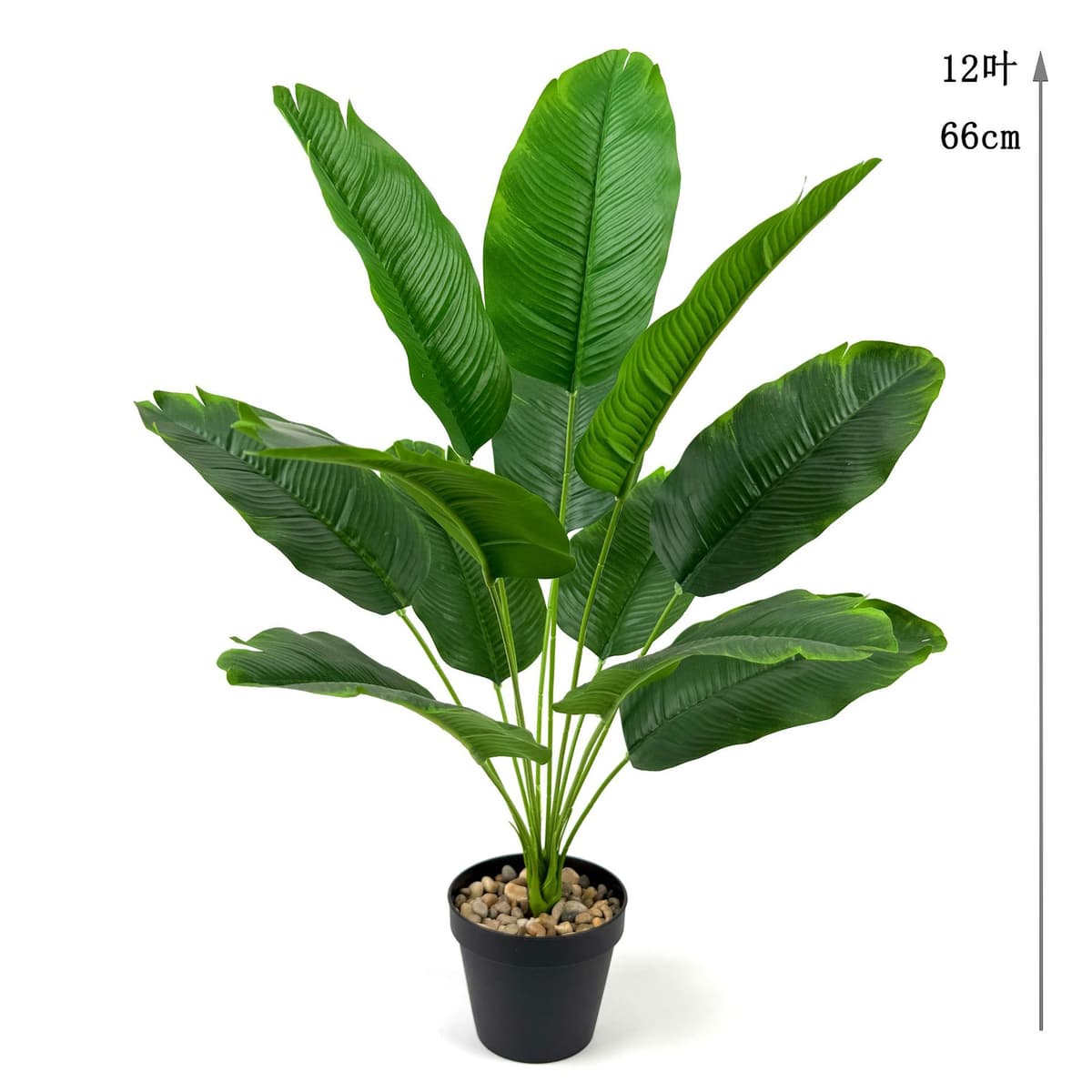 12 banana leaves 66cm (excluding pot)