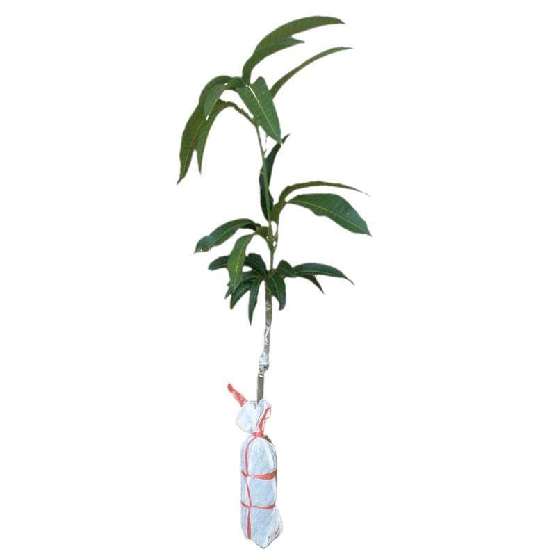 Mango Seedlings Extra Large Jinhuang Gui Seven-Pointed Fruit Trees That Bear Fruit in the Courtyard and Balcony in All Seasons. Mango Tree Vines 5