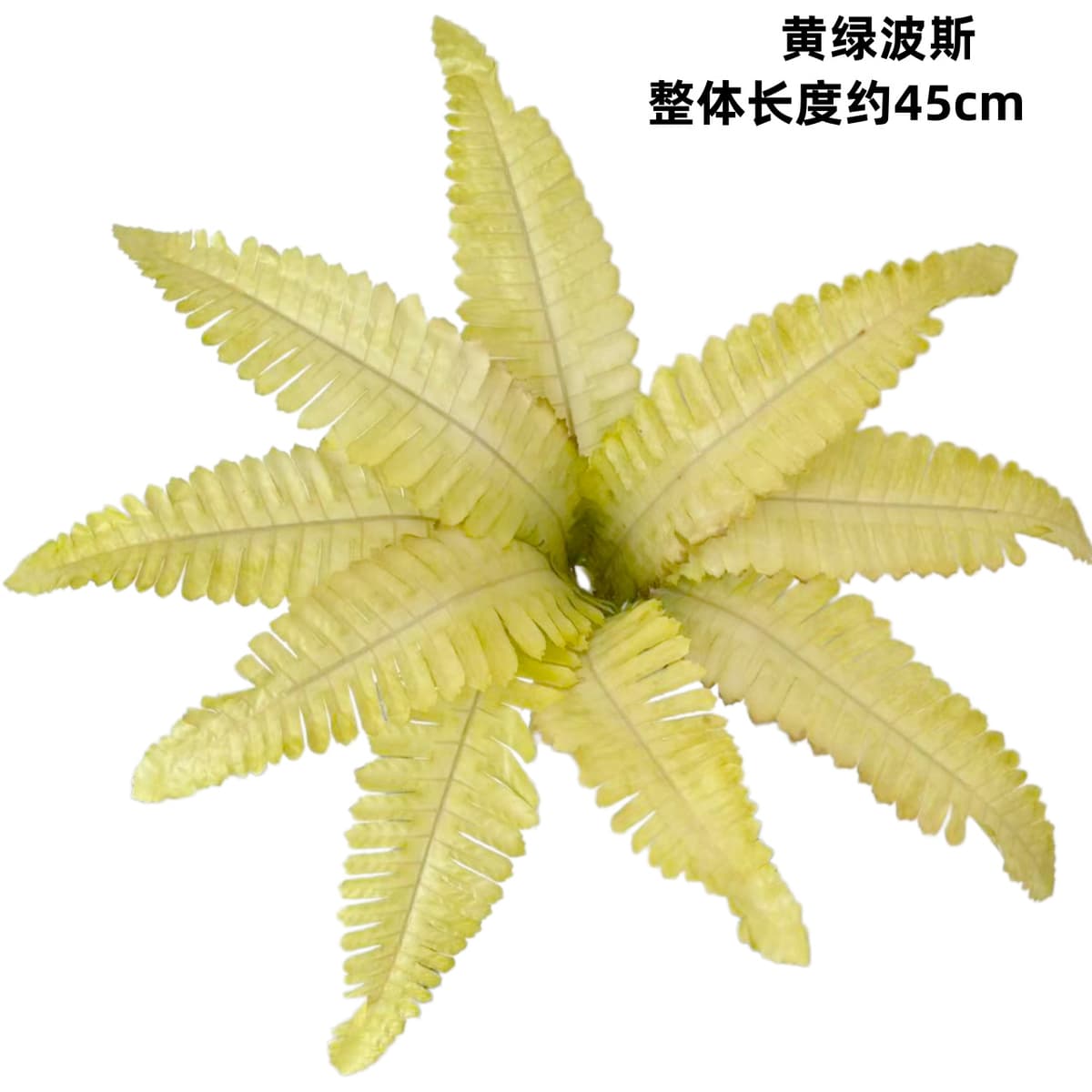 9 leaves yellow-green persian (large leaves)