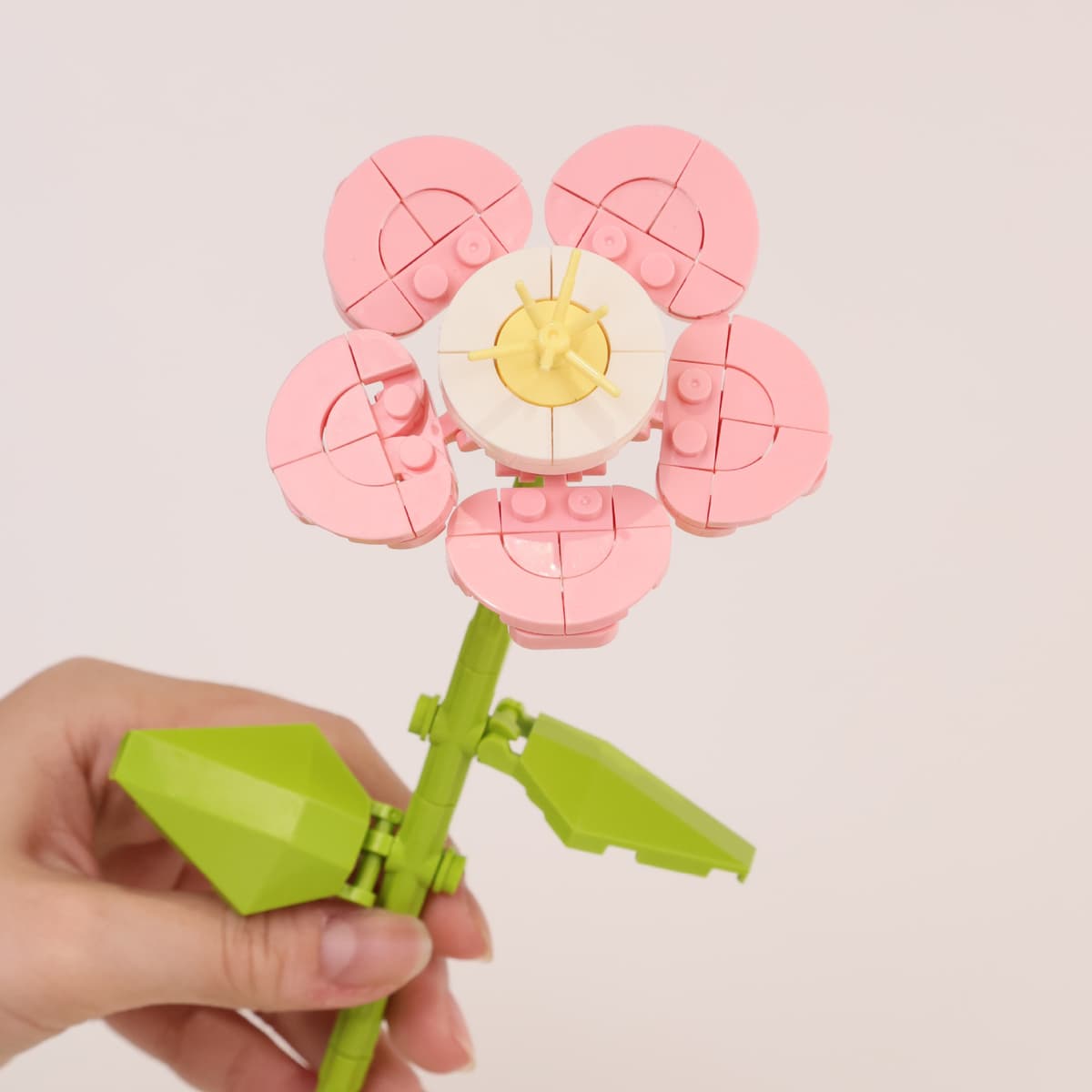 Large flower oxalis
