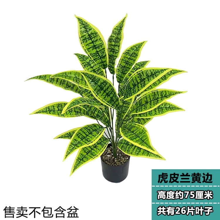 26 leaf yellow edge tiger orchid