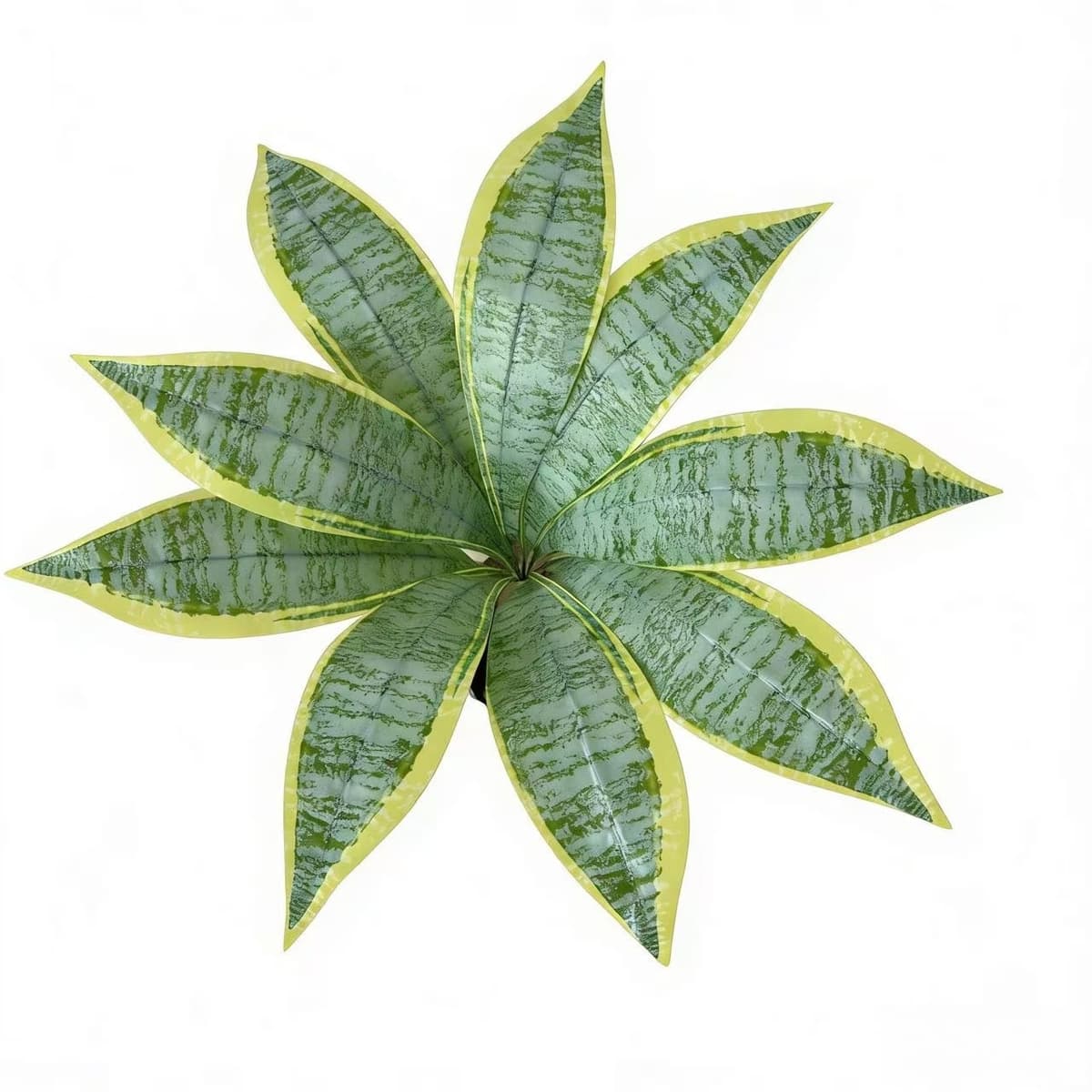 9-leaf white tiger skin orchid