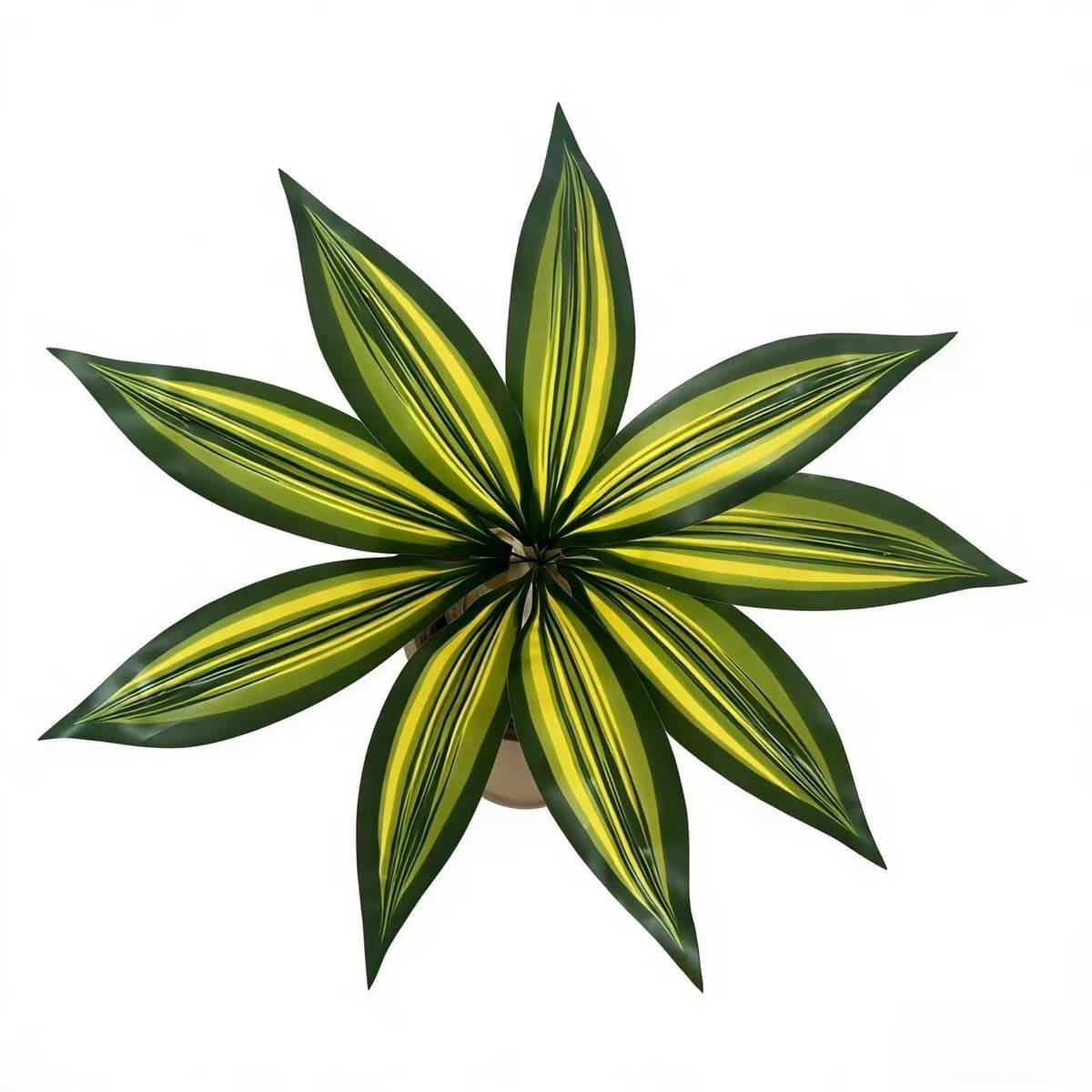 9-leaf brazilian leaf