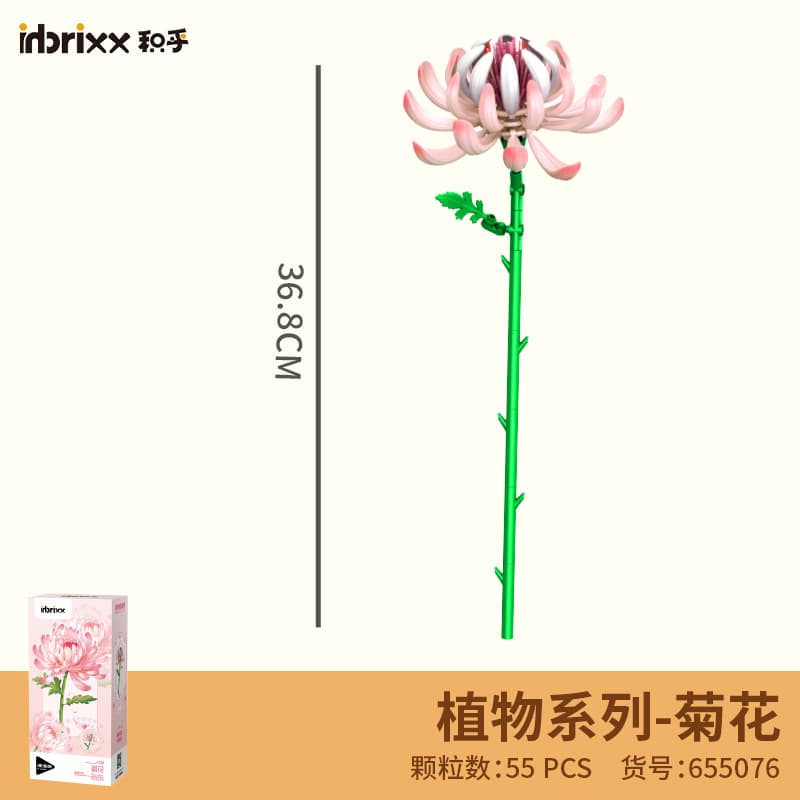 655076 chrysanthemum
