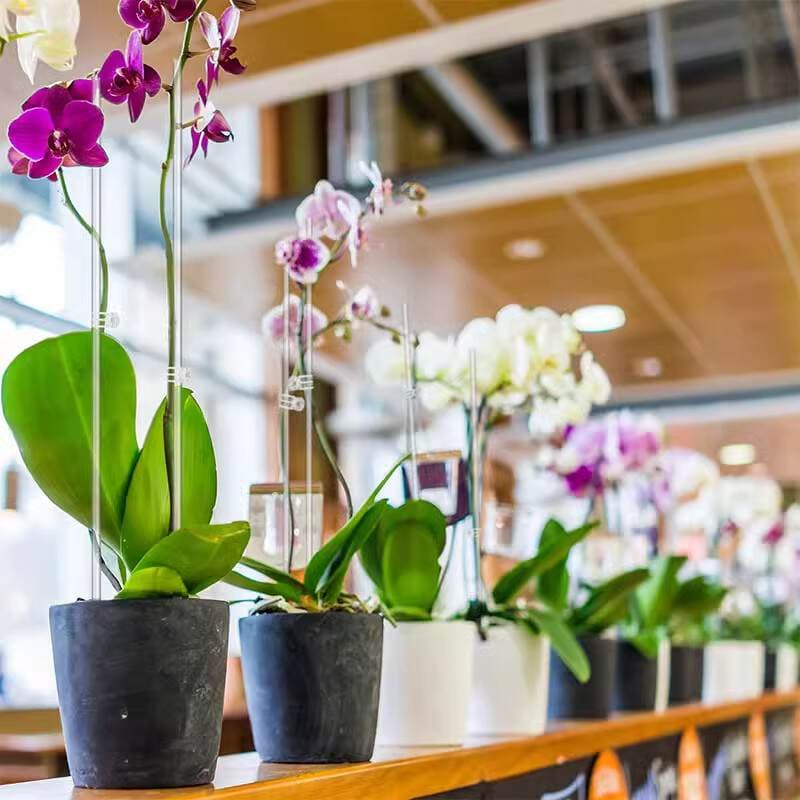 Şəffaf əyilməyə qarşı dəstək klipləri (Phalaenopsis orxideya üçün) 2