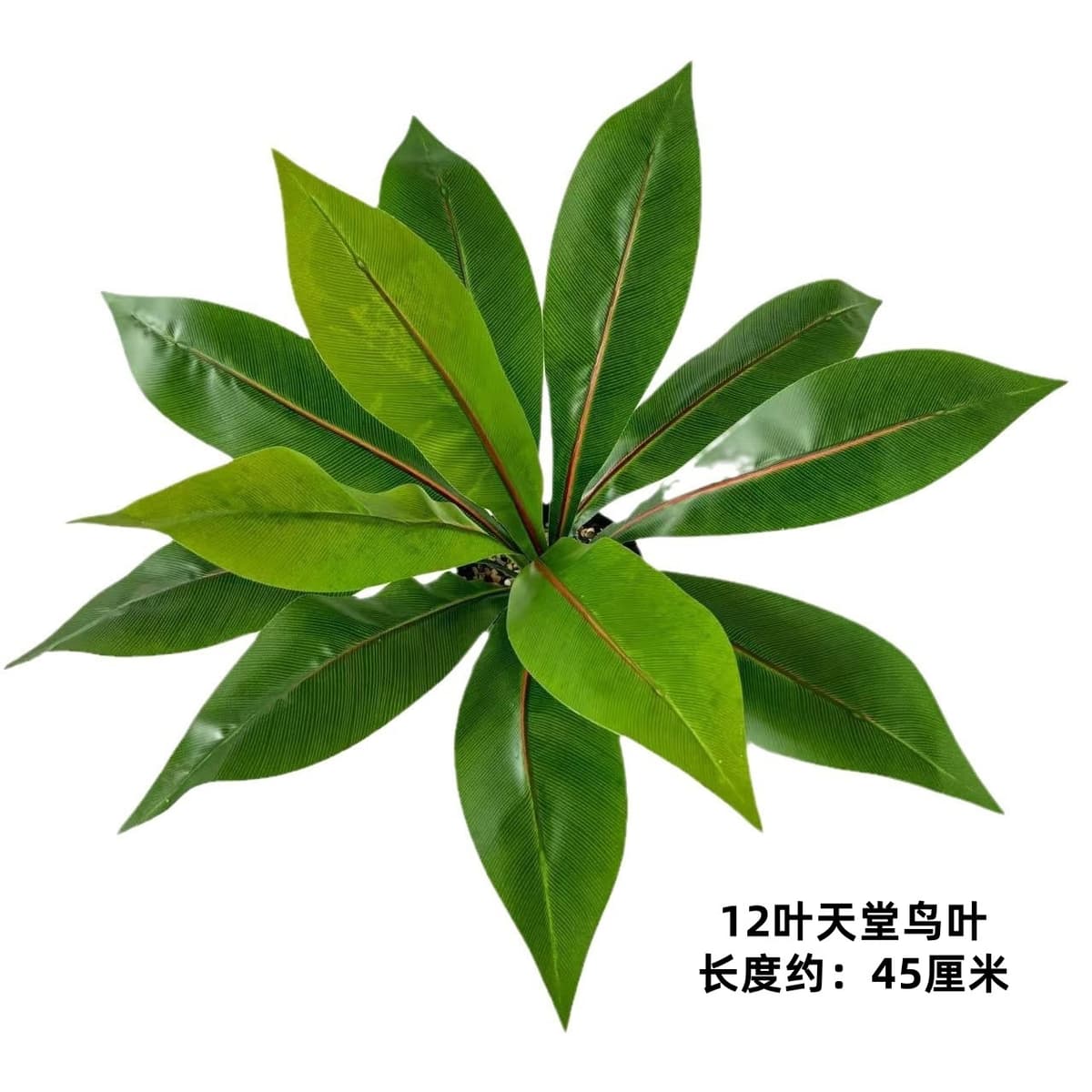 12-leaf bird of paradise