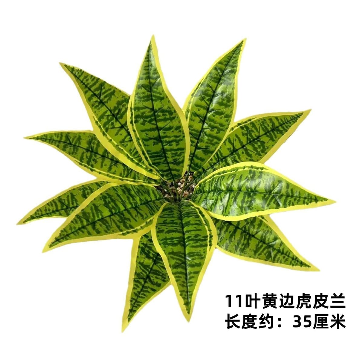 11 leaf yellow edge tiger orchid