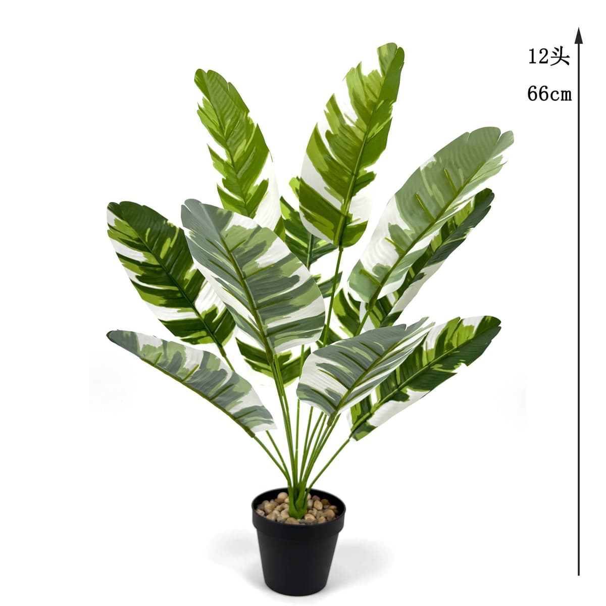 12 white brocade banana leaves 66cm (excluding pot)