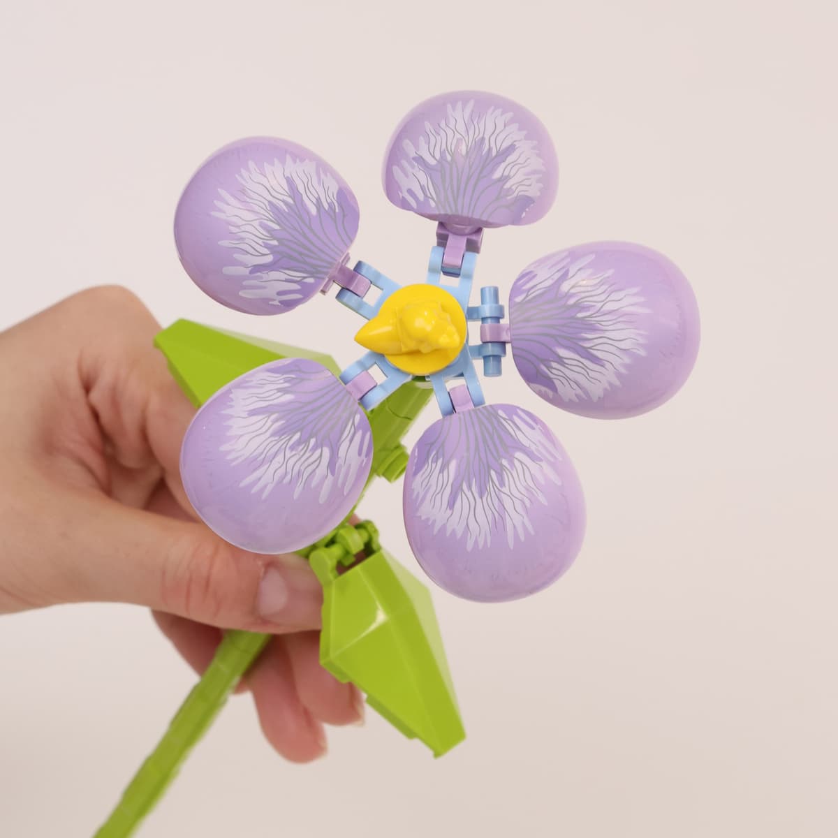 Bande orchid