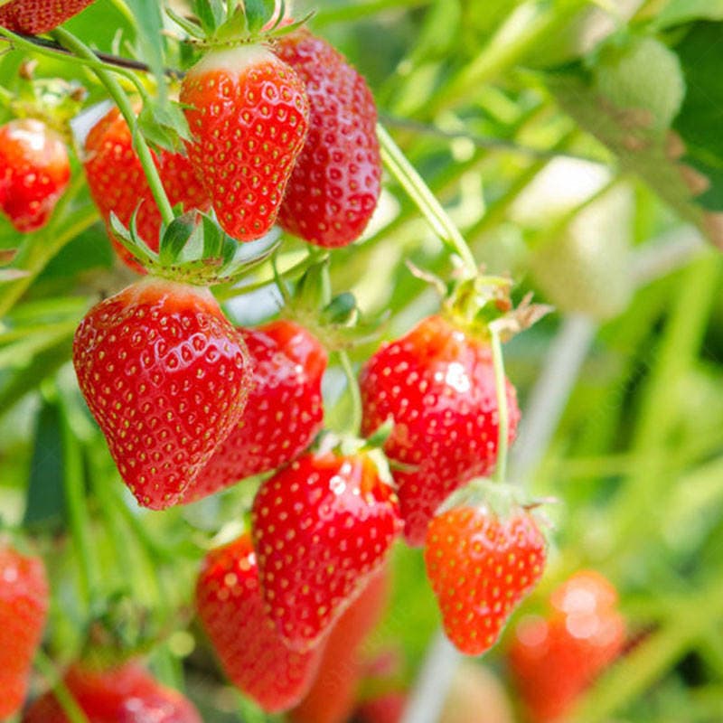 Strawberry Seedlings, Four-Season Potted Edible Cream, Suizhu Hongyanbaixue Plug Seedlings, Fruit Seedlings, North and South Balcony Planting, Easy to Maintain 2