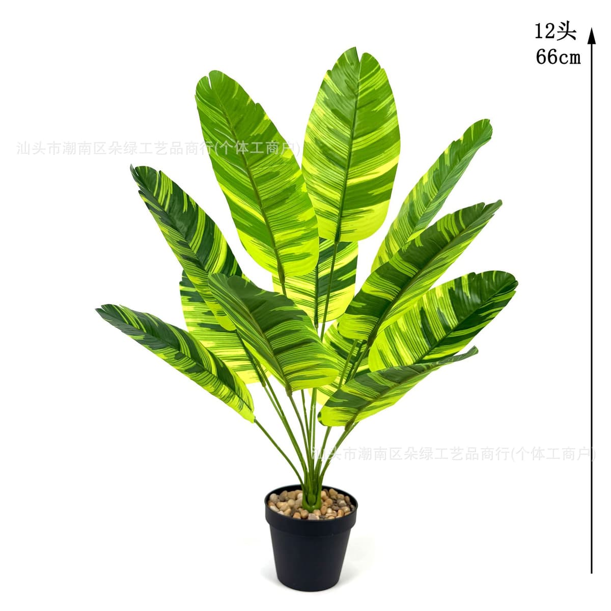 12 green brocade banana leaves 66cm (excluding pot)