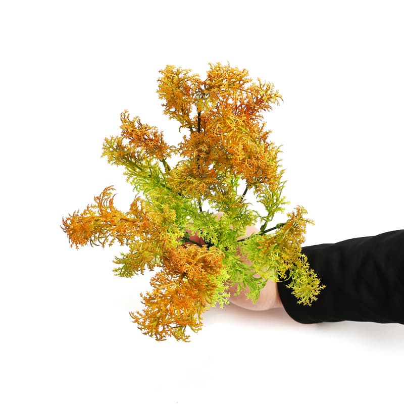 Seaweed Orange