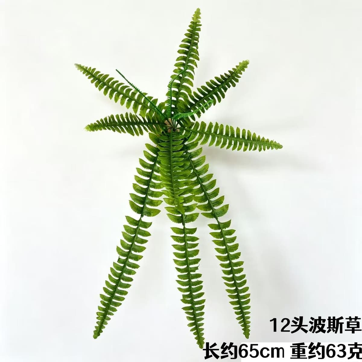 12 persian grass (65cm )