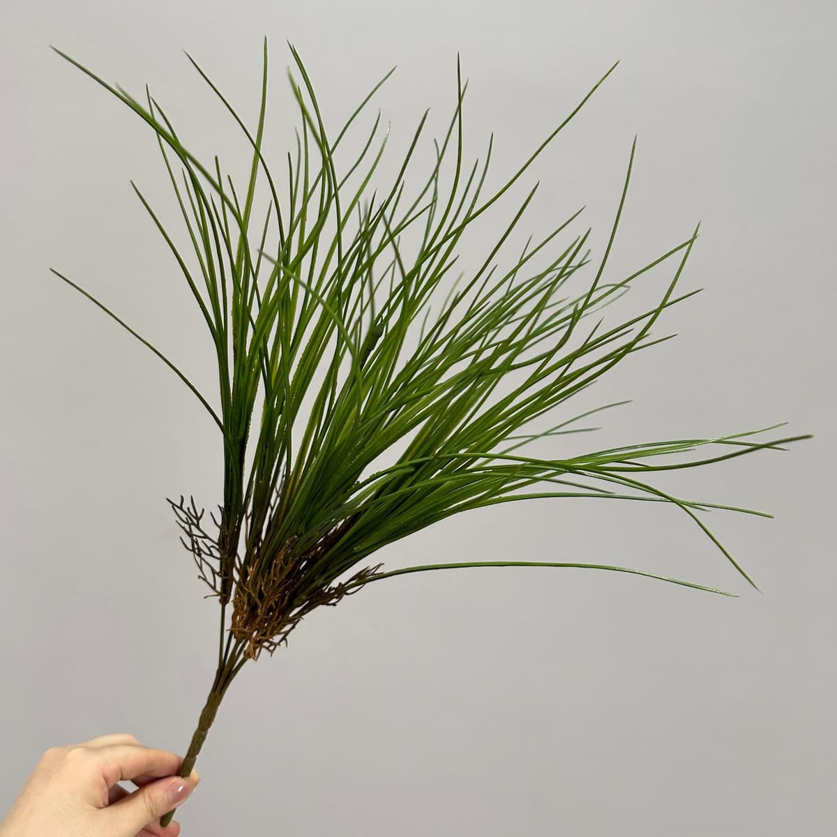 7 spring grass with beard