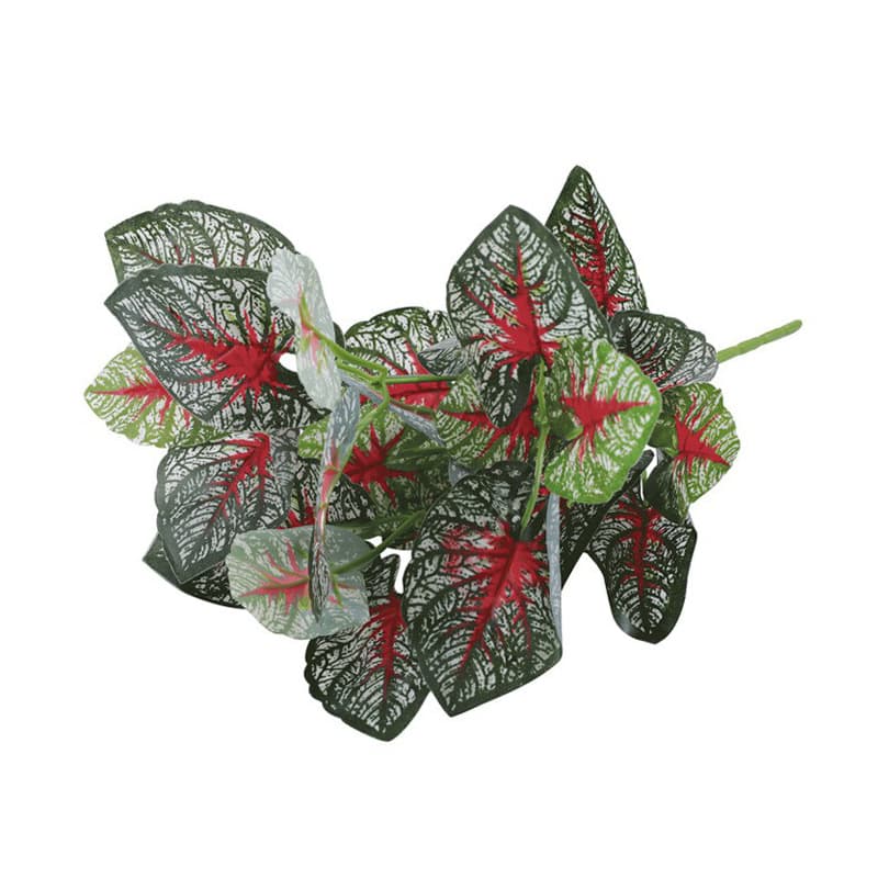 Seven-pronged red-heart taro leaves