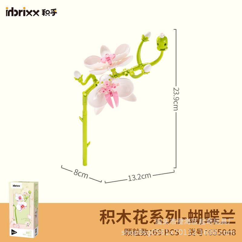 655048 phalaenopsis