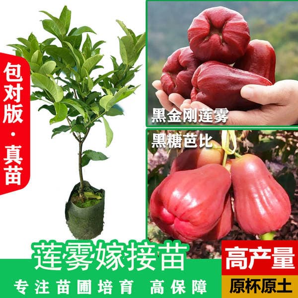 Lotus Mist Saplings Brown Sugar Black Diamond Big Leaf Red Grafted Lotus Mist Saplings Courtyard Potted Ground Planting Saplings That Bear Fruit in the Same Year