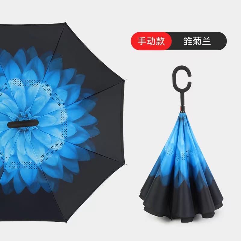 Chrysanthemum Blue-hand open