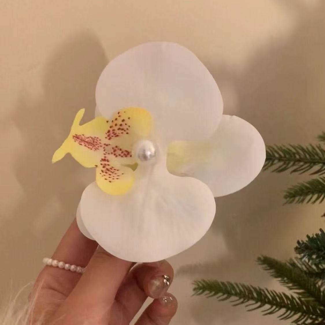 5081 phalaenopsis-white