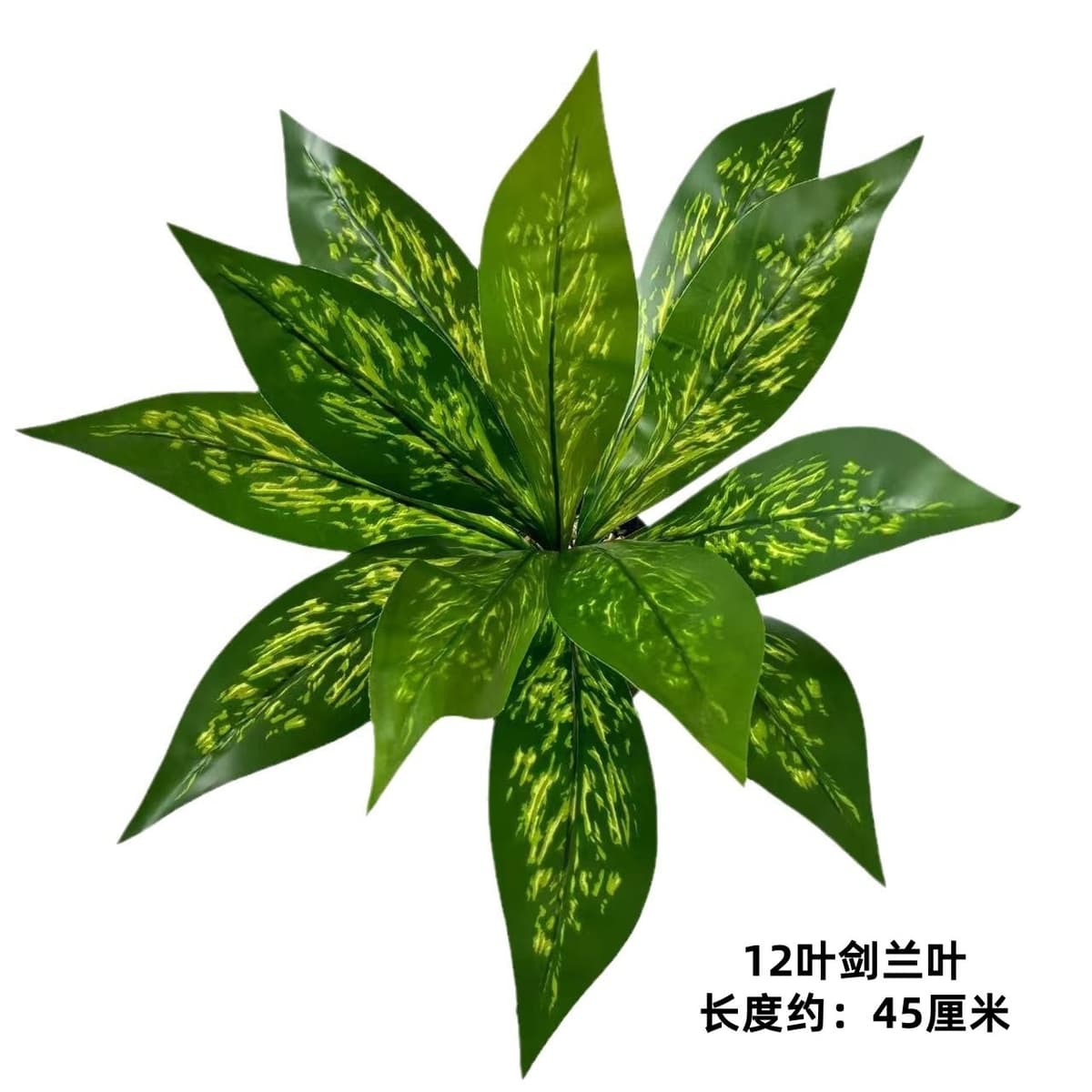 12 leaves of sword orchid leaves