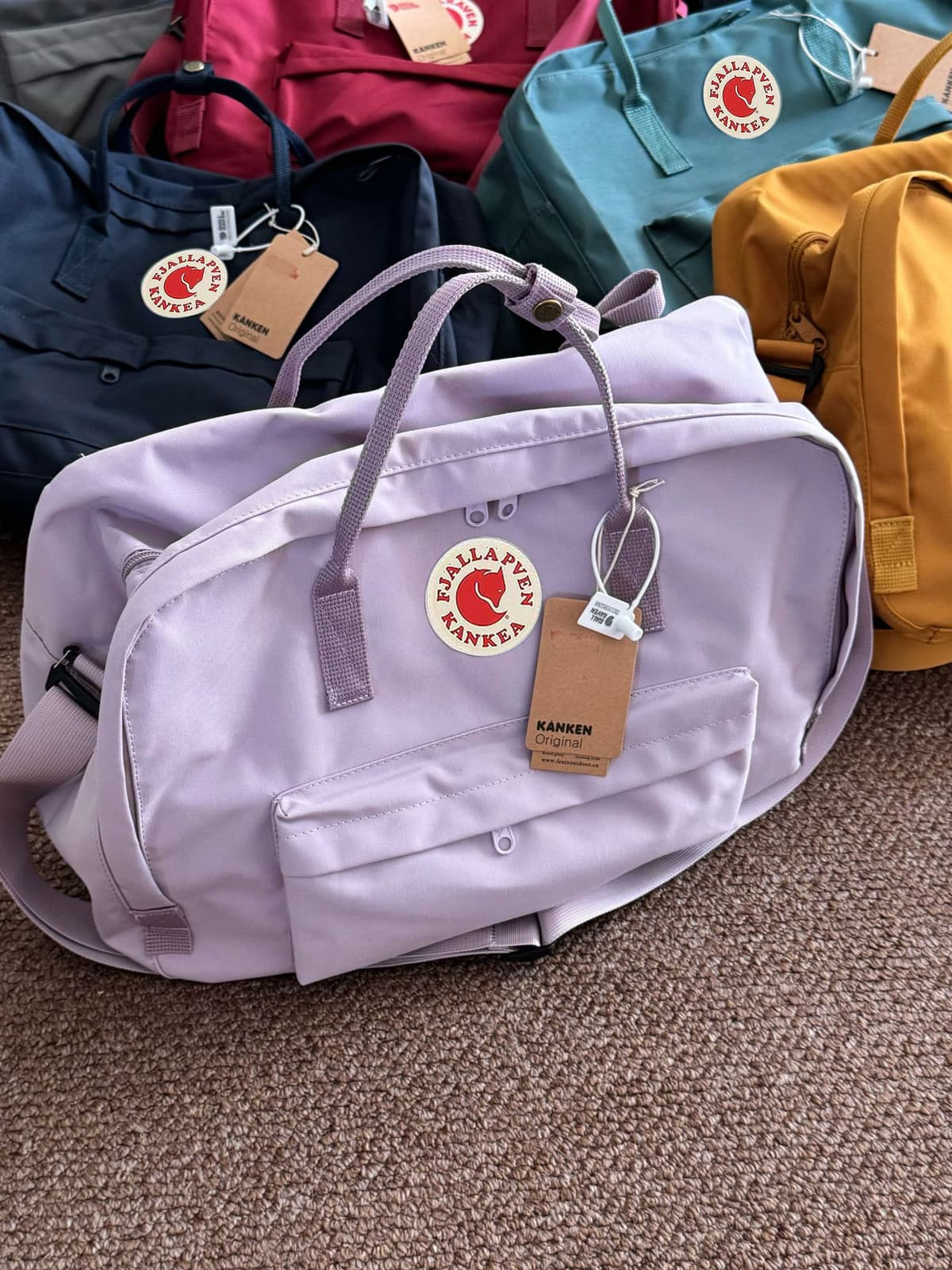Lavender purple