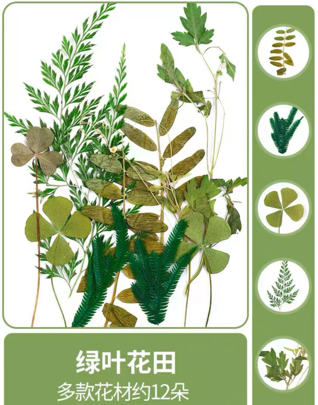 Leaves