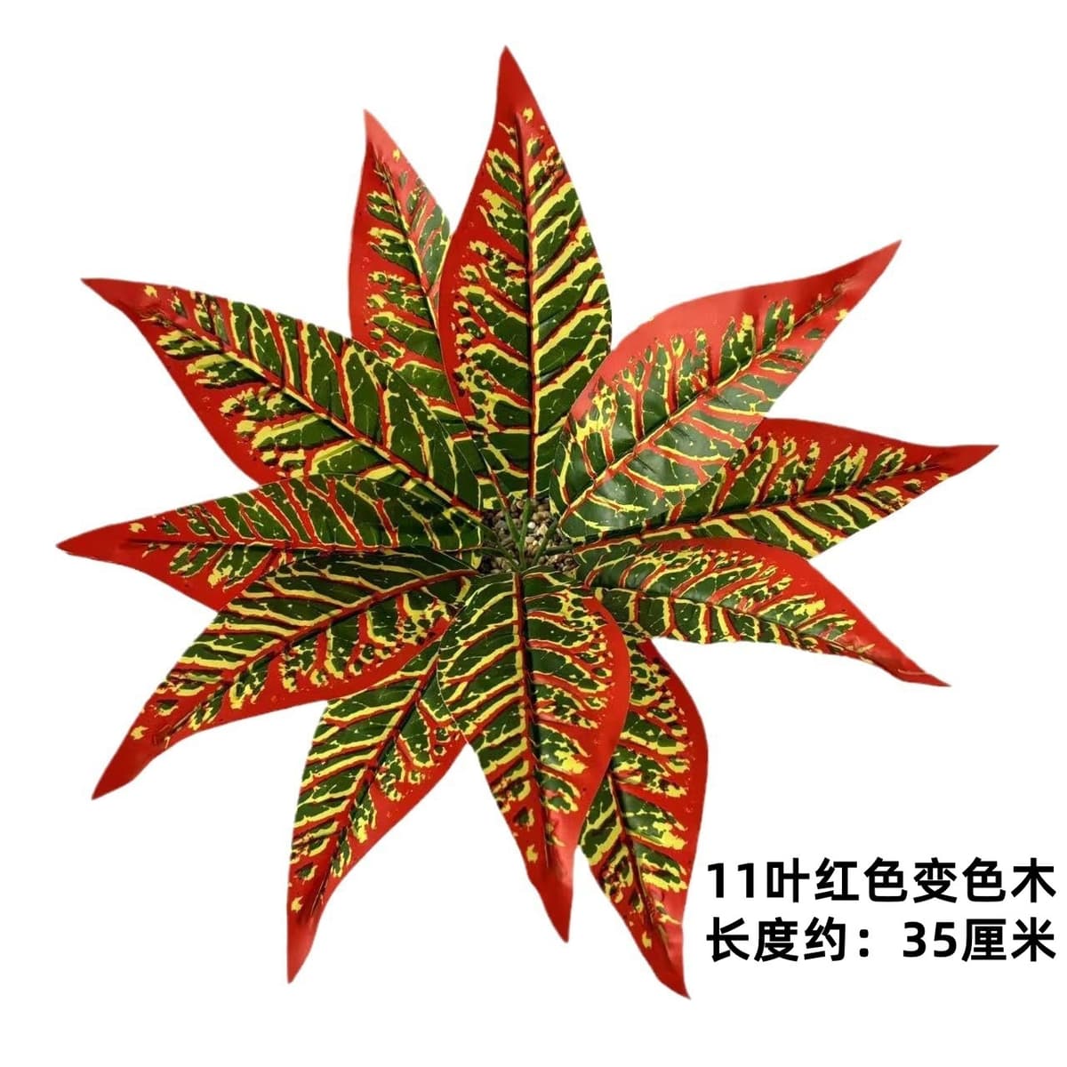11 leaves red color changing wood