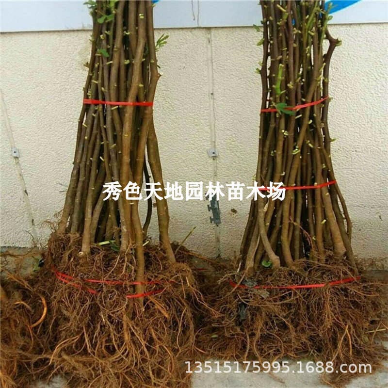 Extra Large Sugar Purple Fruit 96m Fig Saplings Jiujiu Rice Fig Saplings Potted Ground Planting South and North Planting 4