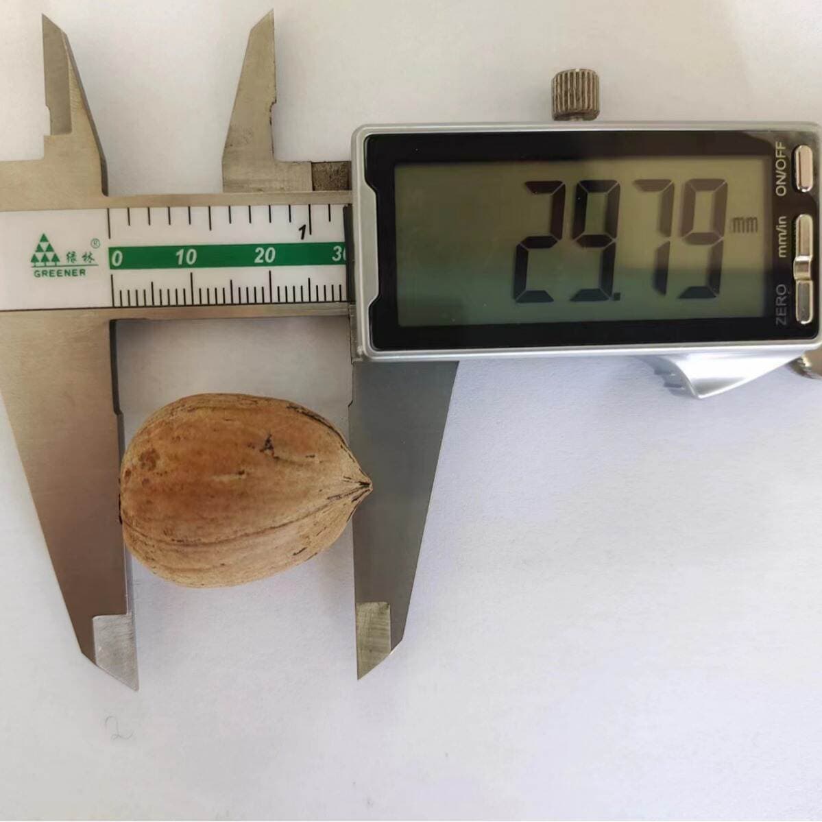 [Geng Raw Materials] Pecan Medium Fruit Raw Materials Raw Nuts Fresh Pecan Raw Materials Wholesale Black Dots 3