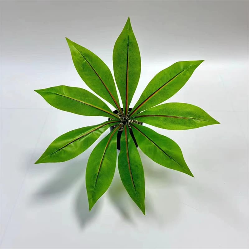 9-leaf bird of paradise (shallow)
