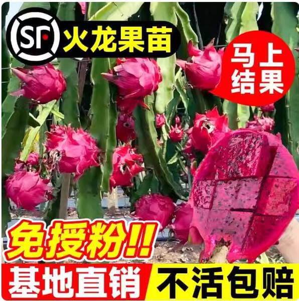 Dragon Fruit Seedlings Are Planted in the South and North. Extra Large Red Flesh and Red Heart Dragon Fruit Seedlings Are Potted and Planted on the Ground to Bear Fruit in the Same Year