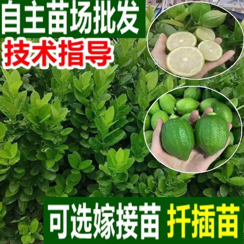 Four Seasons Guangdong Perfume Lemon Seedlings Fruit Saplings Milk Tea Shop Potted Ground Planting Taiwan Green Lemon Seedlings Wholesale with Soil Balls 1
