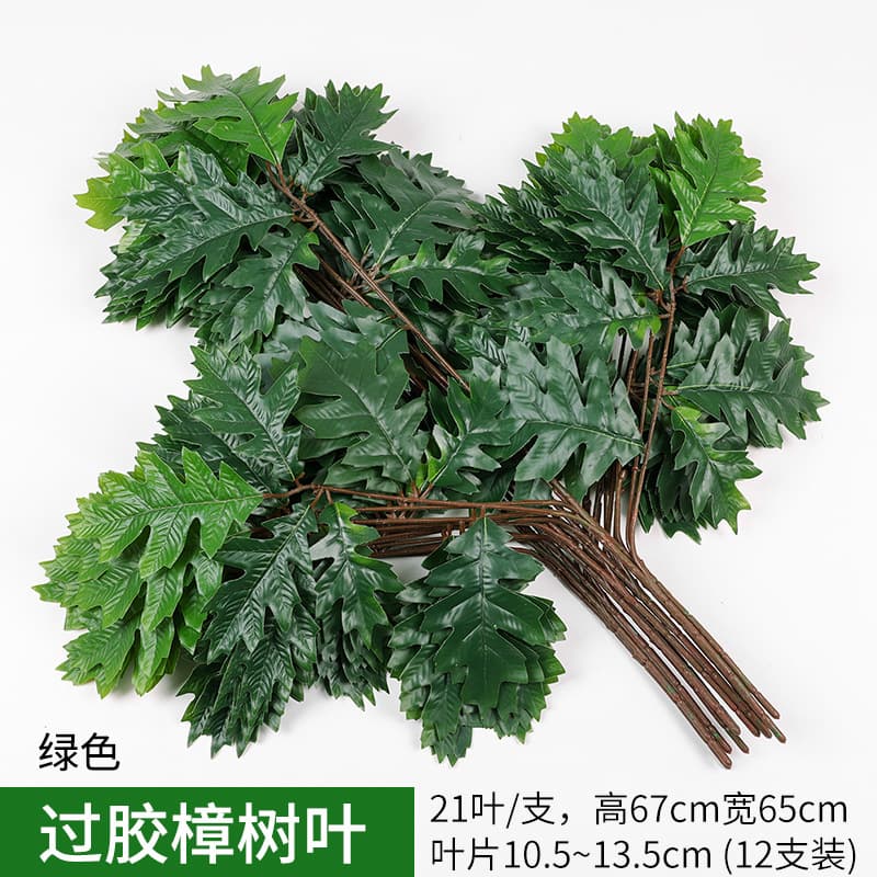 Rubber camphor leaves Green