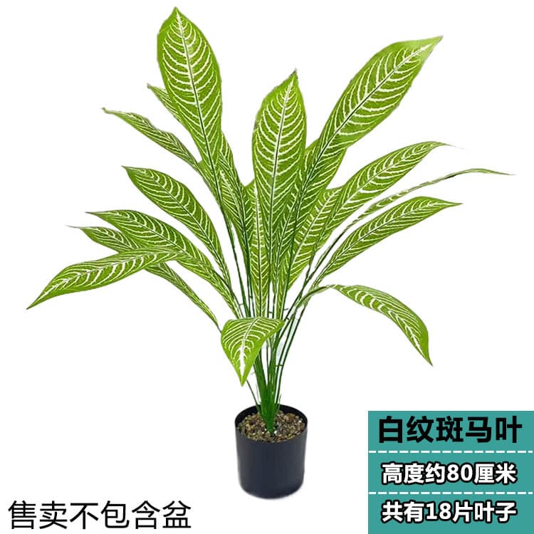 18 leaves white striped zebra leaves (light)