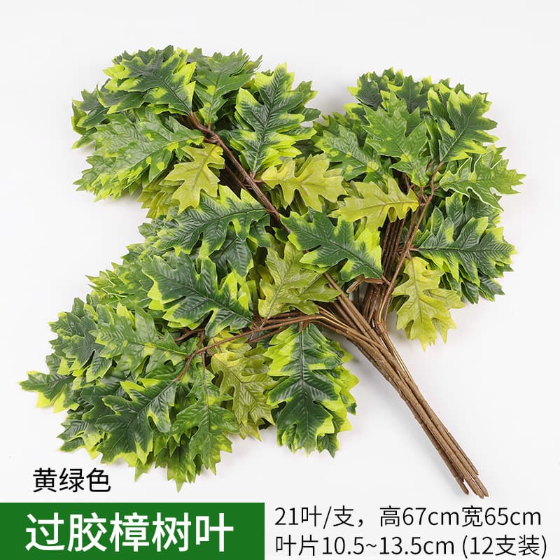 Leaves of camphor leaves yellow-green