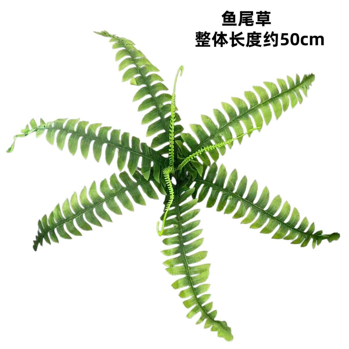 9 persian grass