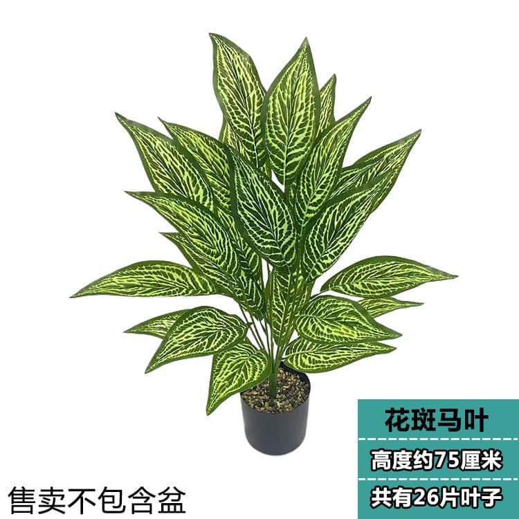 26 leaf flower zebra