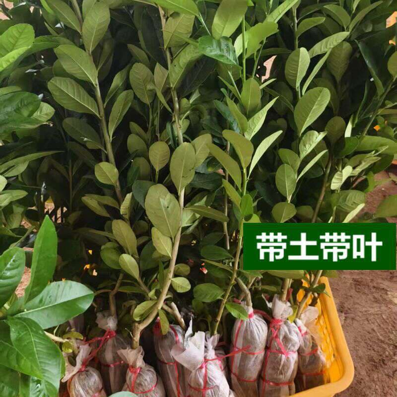 Four Seasons Guangdong Perfume Lemon Seedlings Fruit Saplings Milk Tea Shop Potted Ground Planting Taiwan Green Lemon Seedlings Wholesale with Soil Balls 3