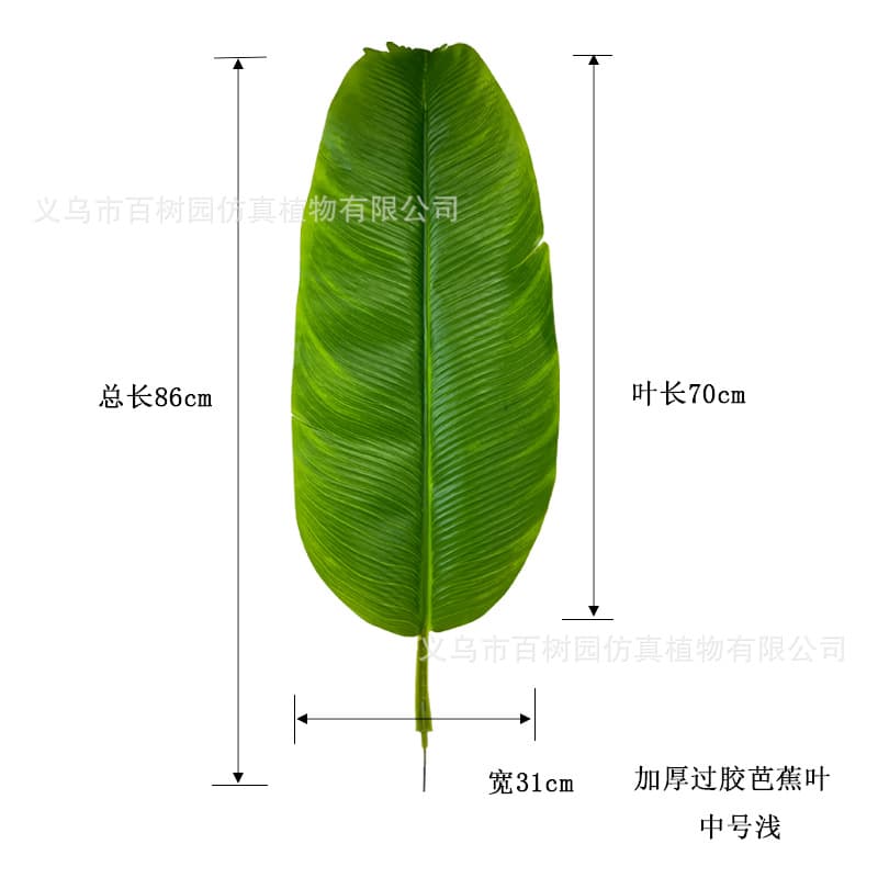 Medium light color (total length 86cm, leaf length 70cm, width 31cm)