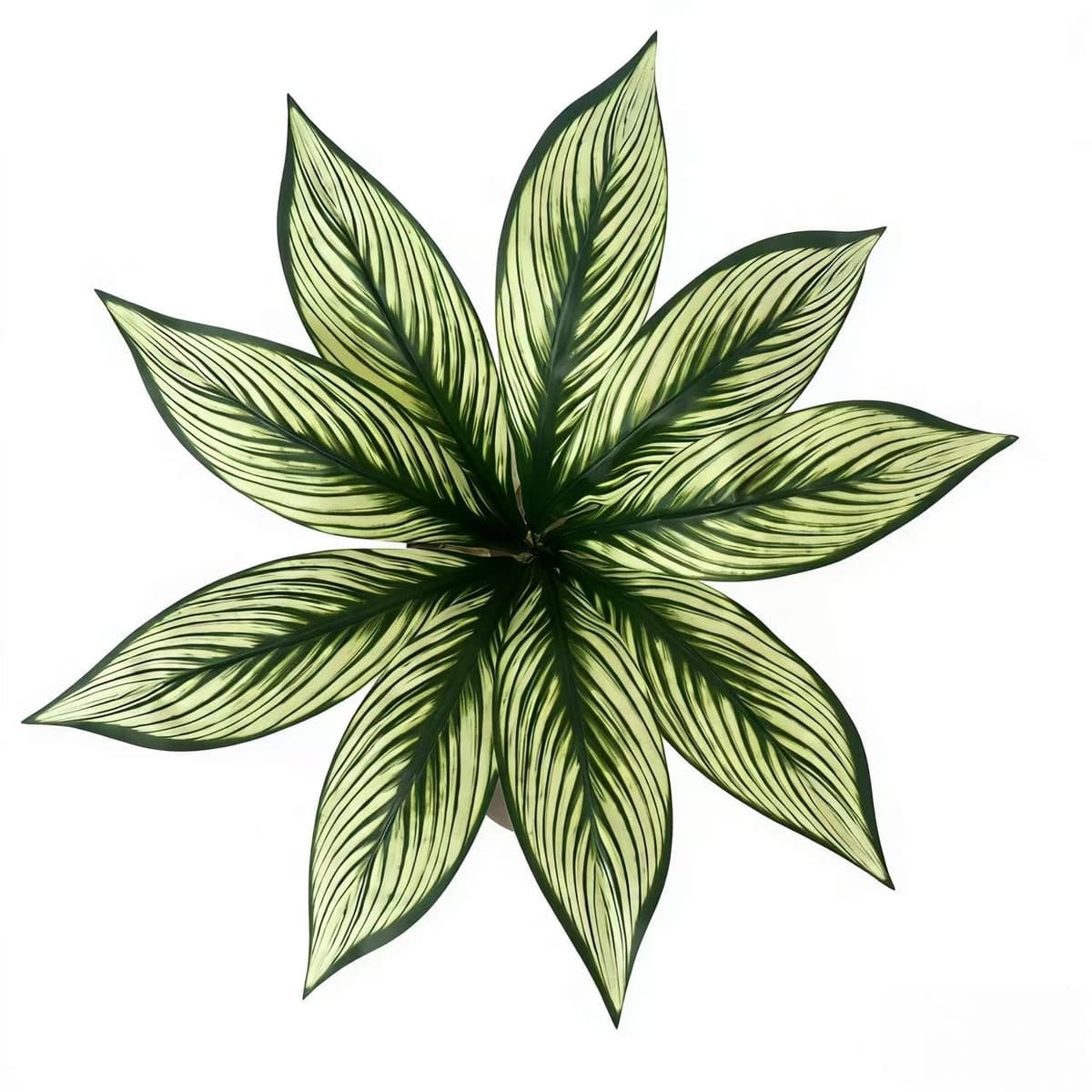 9-leaf striped leaves
