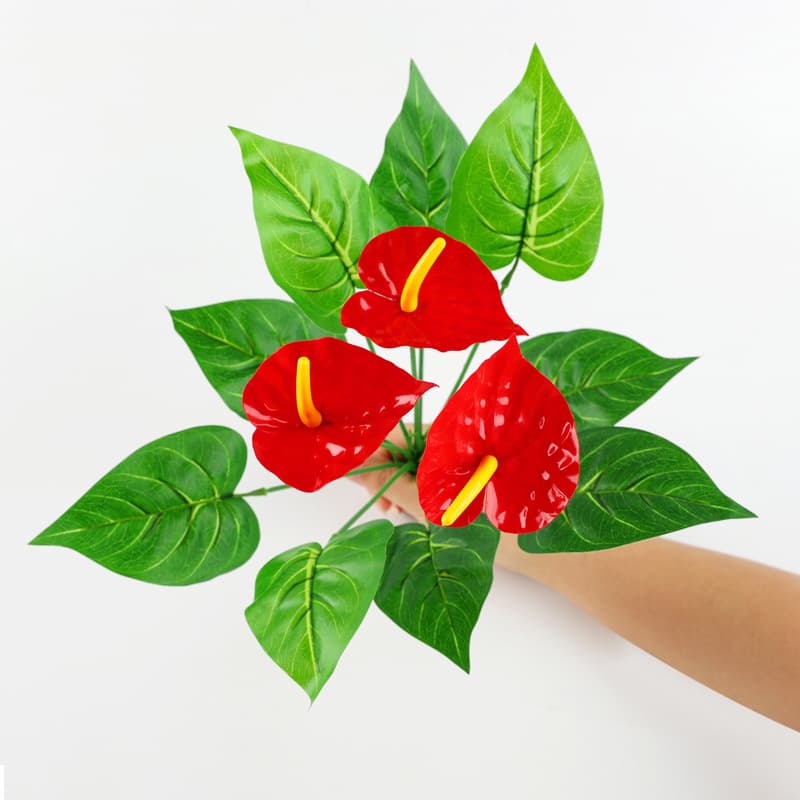 Anthurium andraephala
