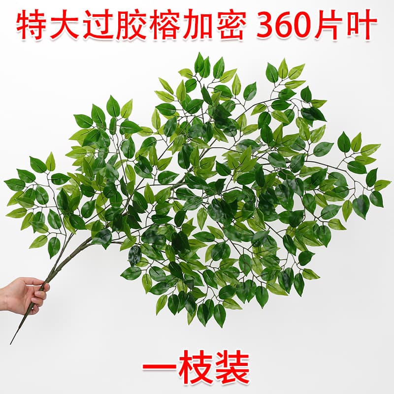 Extra large overgrown banyan tree 1 branch