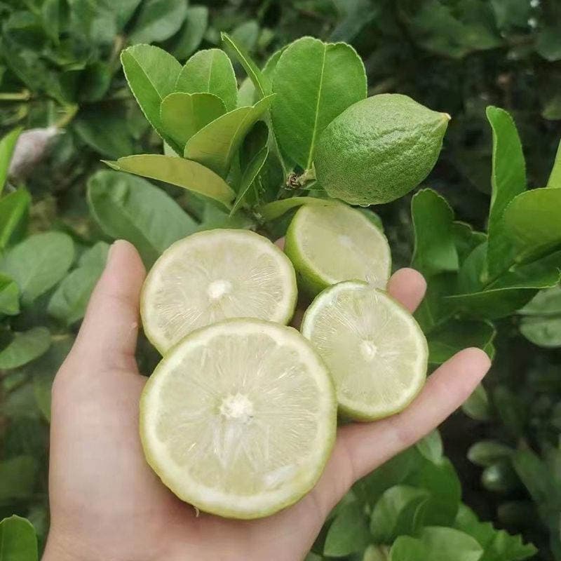 Four Seasons Guangdong Perfume Lemon Seedlings Fruit Saplings Milk Tea Shop Potted Ground Planting Taiwan Green Lemon Seedlings Wholesale with Soil Balls 2