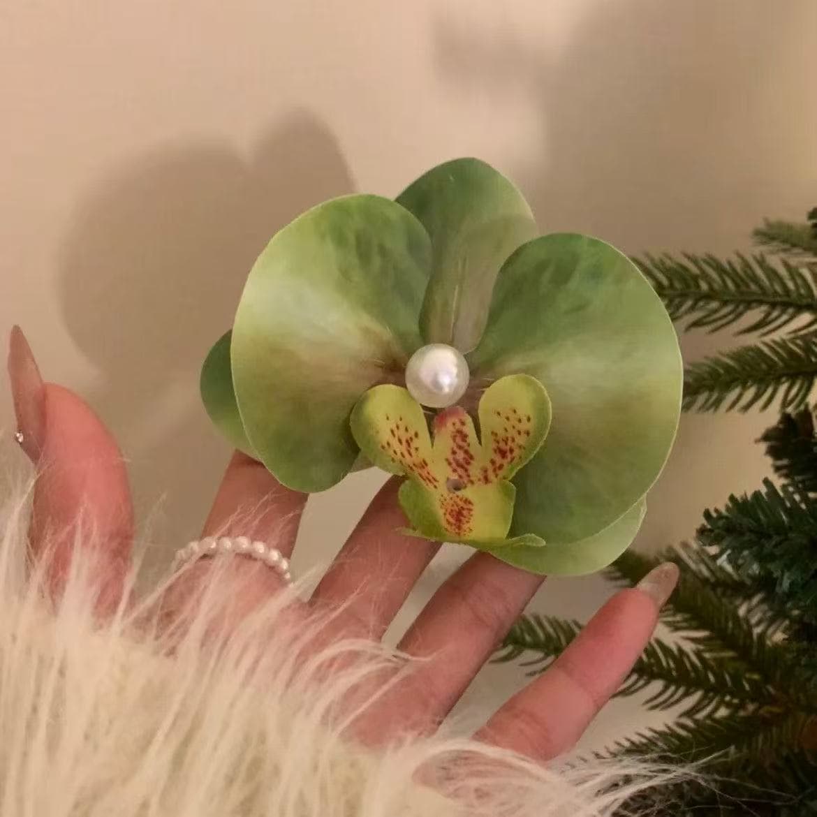 5081 phalaenopsis-spring river green
