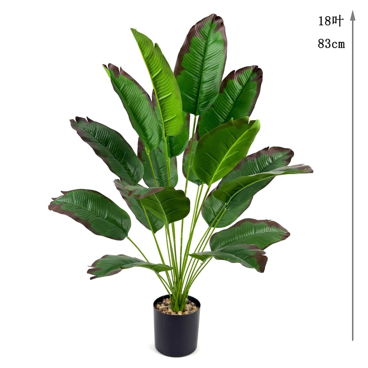 18 red-edged banana leaves 83cm (excluding pot)